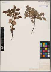 Foto von Salix aurita L.